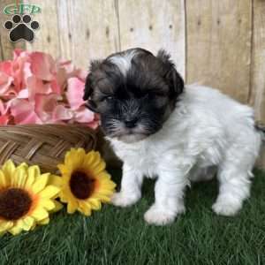 Chevelle, Shih-Poo Puppy